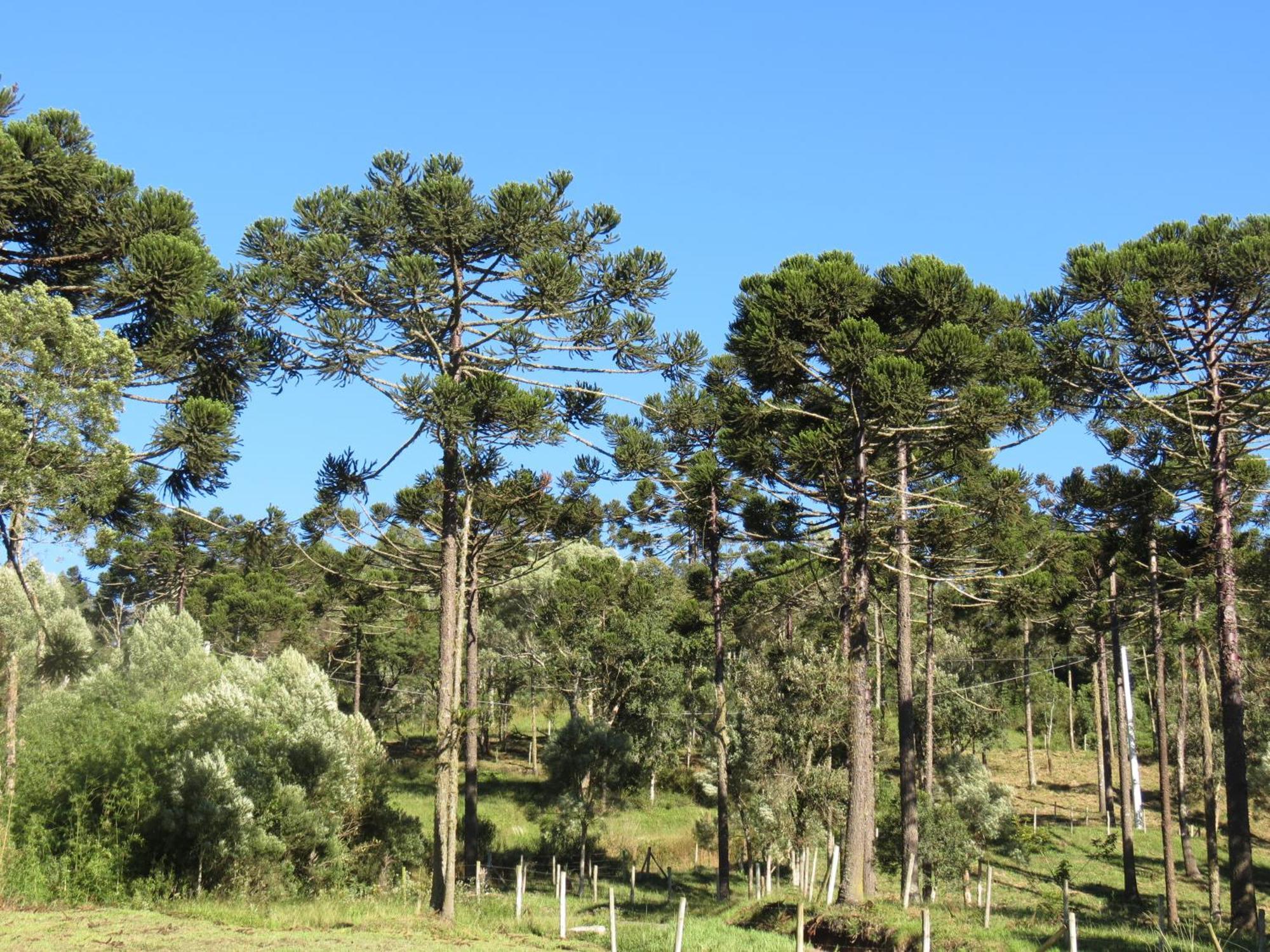 Refugio Da Montanha Villa Urubici Dış mekan fotoğraf